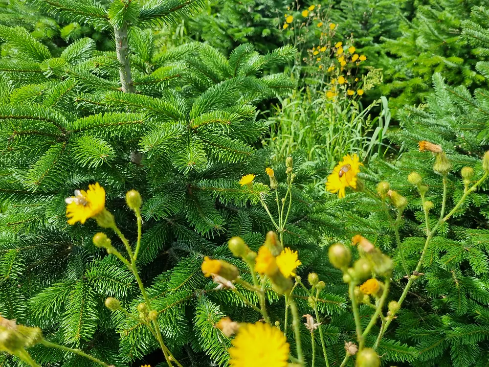 Christbaumkultur mit Wiesenblumen