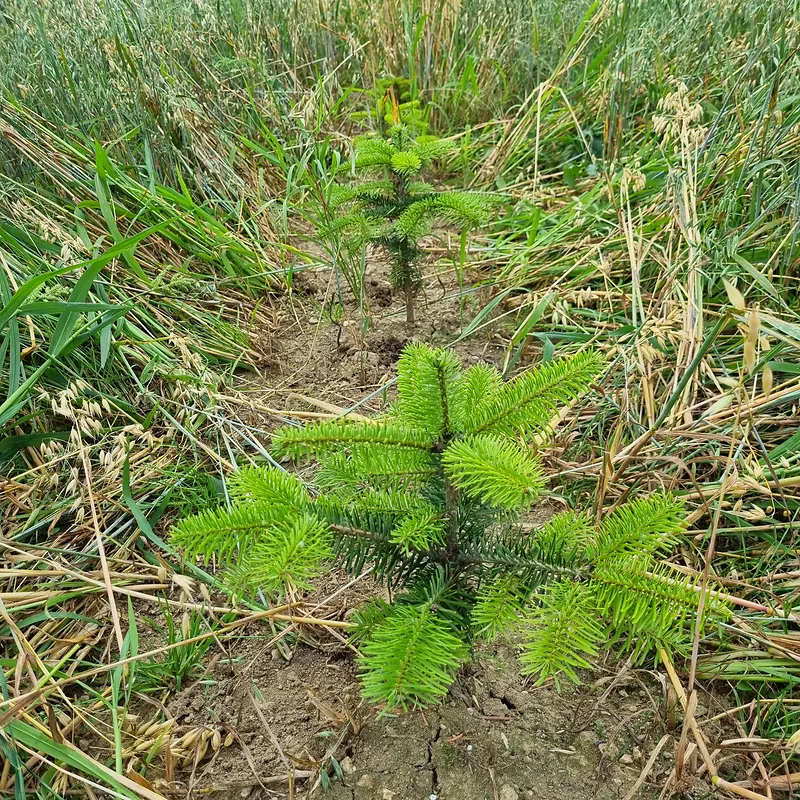 Junge Nordmanntanne zwischen Gras und Kräutern