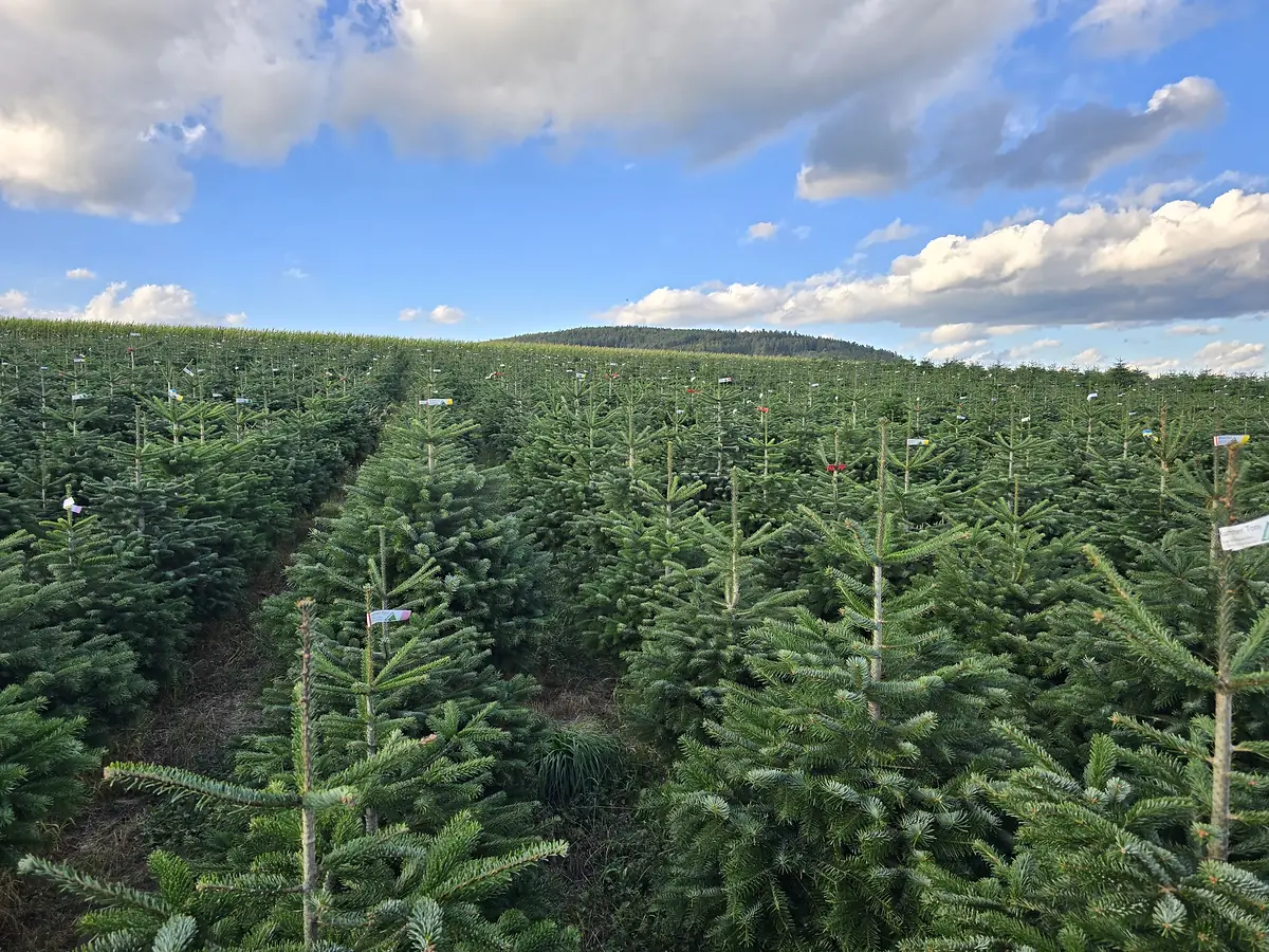 Christbaumkultur der Familie Kummer im südlichen Waldviertel