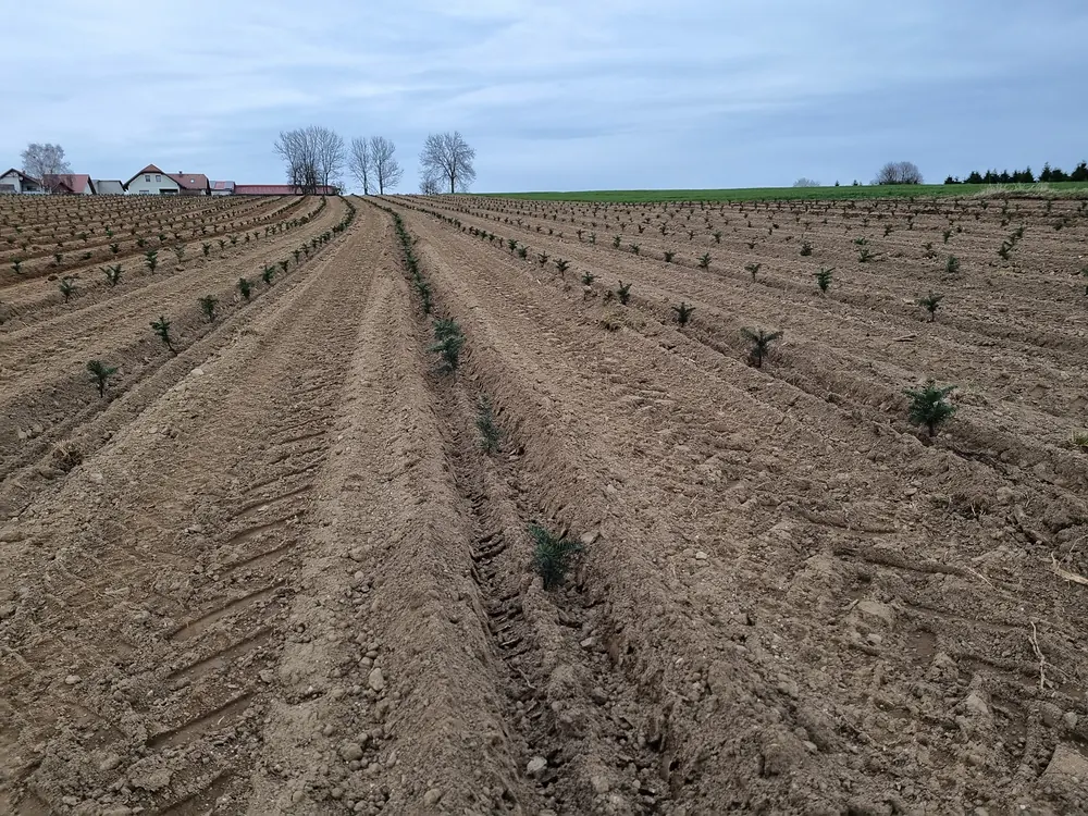 Neu gepflanzte Reihen im Frühjahr